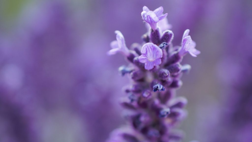 óleo essencial de lavanda