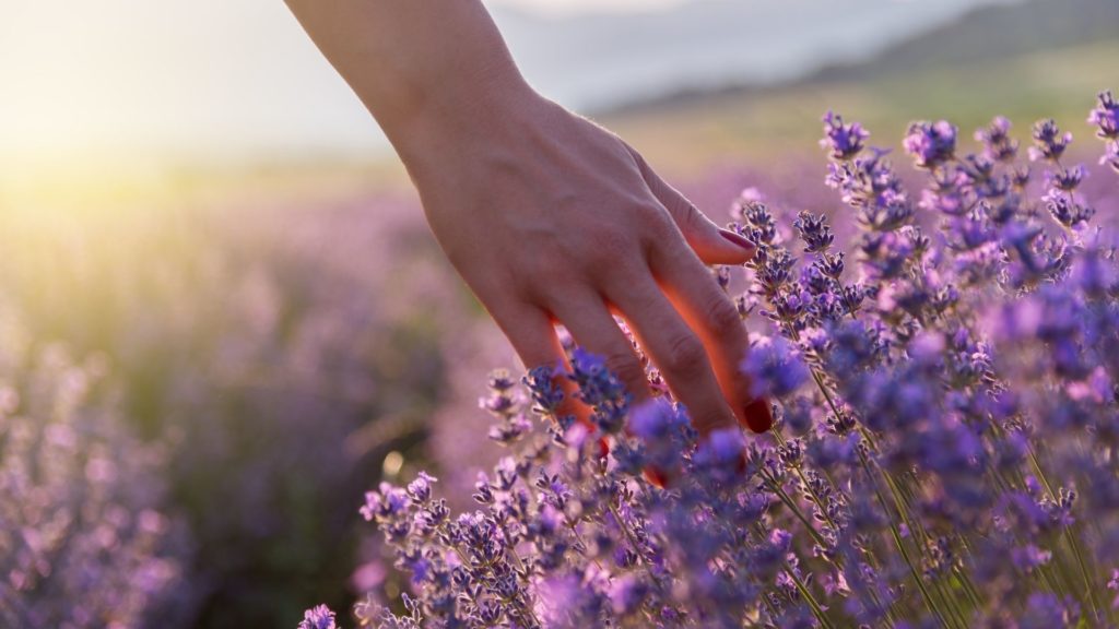 Melhorar a imunidade óleo essencial de lavanda