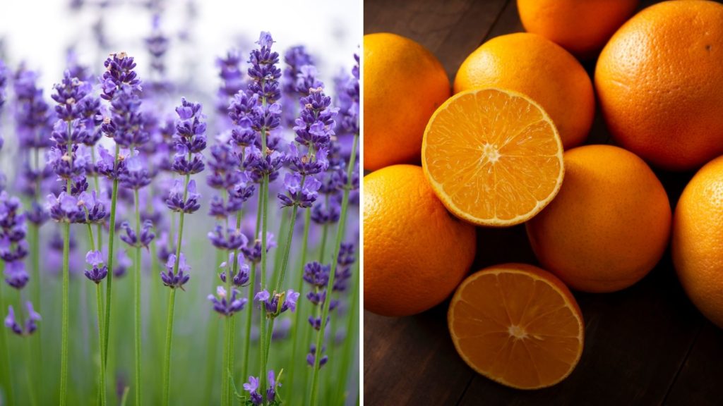 Como combinar óleos essenciais: laranja doce e lavanda