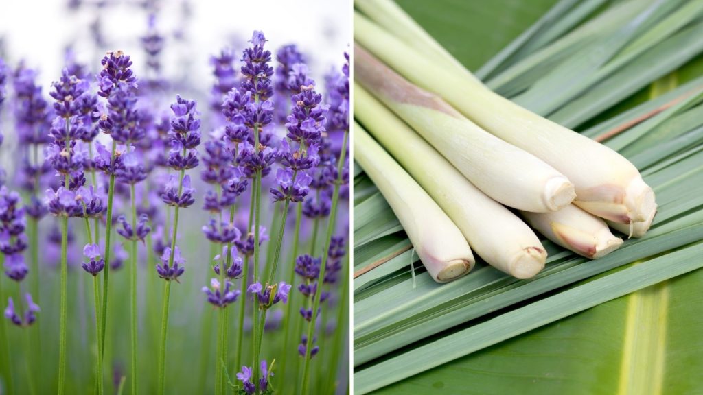 Como combinar óleos essenciais: lavanda e capim limão