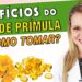 Beneficios-do-Oleo-de-Primula-Para-Que-Serve-e-Como-Tomar-DICAS