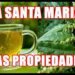 CHA-DE-ERVA-SANTA-MARIA-UM-PODEROSO-VERMIFUGO-ANALGESICO-COMBATE-GASTRITE-COMBATES-DORES-DE-FRATURAS