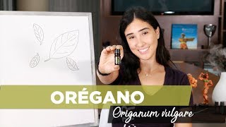 Oleo-Essencial-de-Oregano-beneficios-para-que-serve