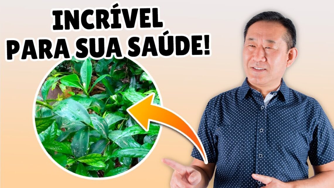 Ora-pro-nobis-Incrivel-Planta-Medicinal-Peter-Liu