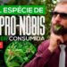 PODE-COMER-ORA-PRO-NOBIS-CRUA-TUDO-QUE-VOCE-PRECISA-SABER-SOBRE-ESSA-INCRIVEL-PLANTA