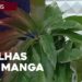 Receitas-de-curas-naturais-usando-folhas-de-manga