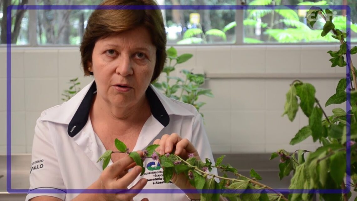 SAA-Aprenda-receita-de-Cha-de-cidreira