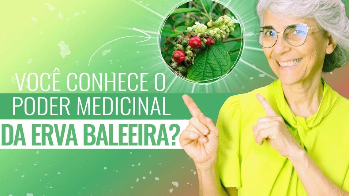 Erva-baleeira-anti-inflamatoria-antibiotica-cicatrizante