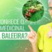 Erva-baleeira-anti-inflamatoria-antibiotica-cicatrizante